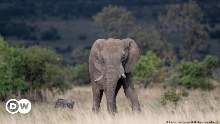 South Africa: Spanish tourist trampled by elephant herd