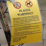 The plague rarely affects humans, though the US sees about 7 cases a year. Here's why