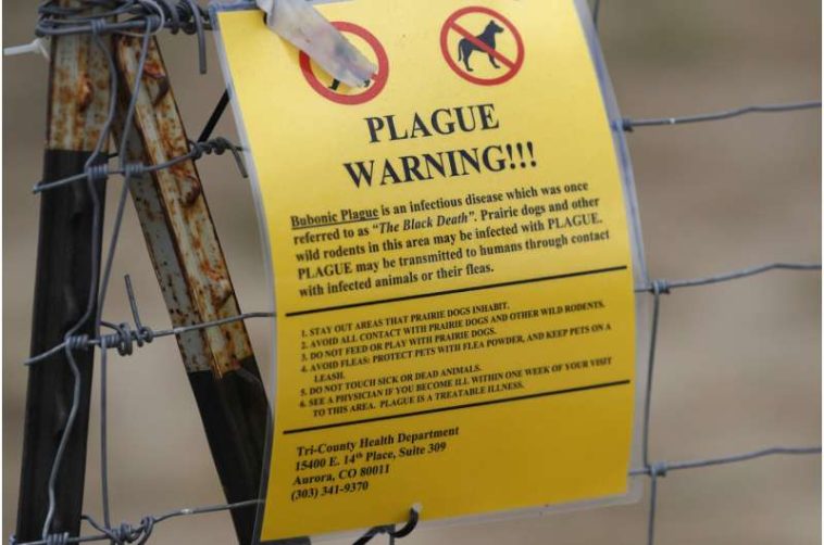 The plague rarely affects humans, though the US sees about 7 cases a year. Here's why