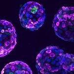 Pioneering Code of Practice released for use of stem cell-based embryo models in research