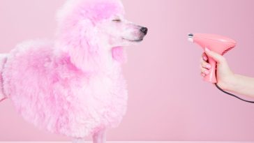 A Skincare Routine – for Your Dog