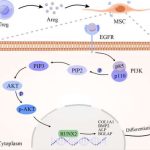 A distinct "repair" role of regulatory T cells in fracture healing