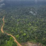 An aerial view of a dirt road that leads to an area where trees have been cut down in a forest.