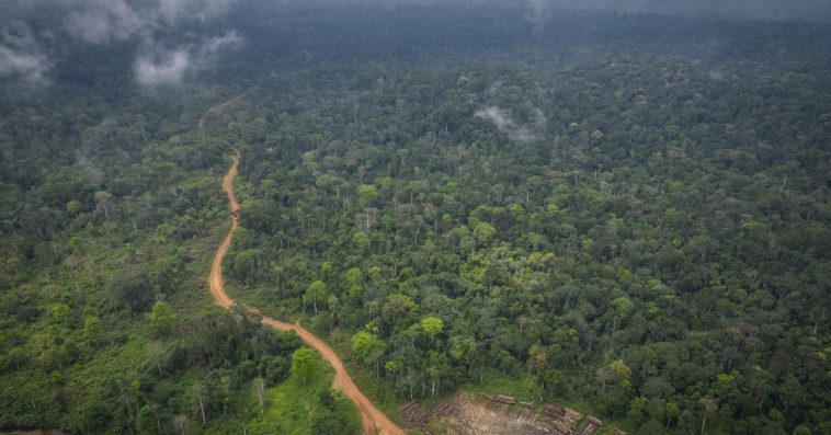 An aerial view of a dirt road that leads to an area where trees have been cut down in a forest.