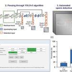 AI sperm checker enhances IVF success