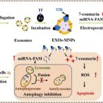 Engineered exosome-based drug delivery system for synergistic cancer therapy