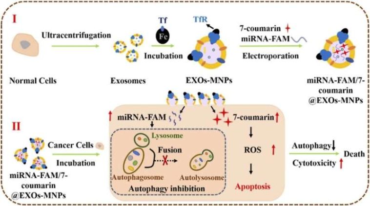 Engineered exosome-based drug delivery system for synergistic cancer therapy