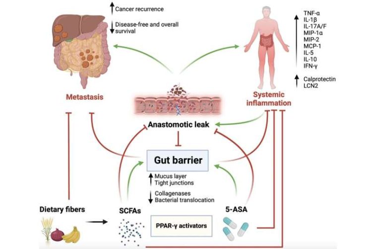 Role of the gut barrier in colorectal cancer treatment