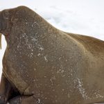 Extinct Walrus-like Mammal Discovered in Atlantics, Provides New Insights into Marine Evolution