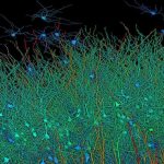 Harvard and Google Created the Most Detailed Map of Brain Using AI