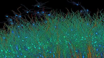 Harvard and Google Created the Most Detailed Map of Brain Using AI