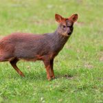 New York zoo introduces tiny pudu deer