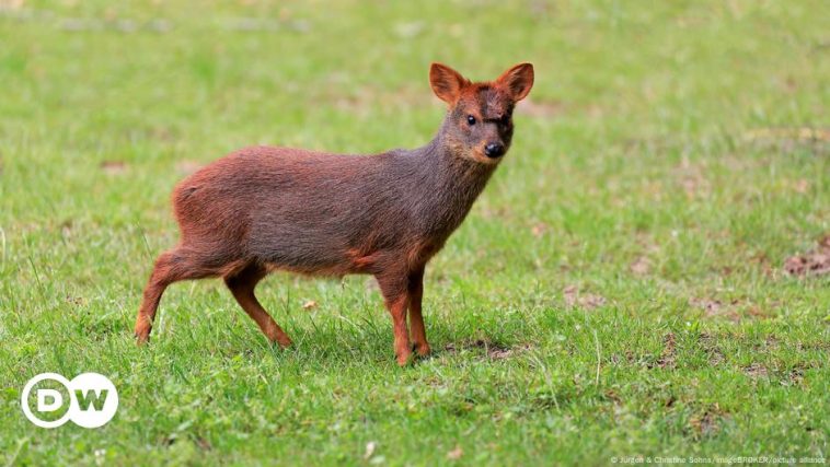 New York zoo introduces tiny pudu deer