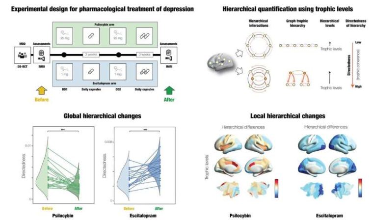 Treating depression with psilocybin or escitalopram results in different hierarchical brain reconfigurations