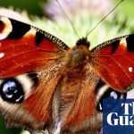 What’s happened to all the butterflies? – podcast