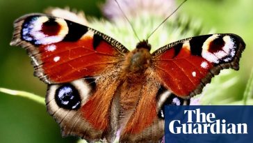 What’s happened to all the butterflies? – podcast