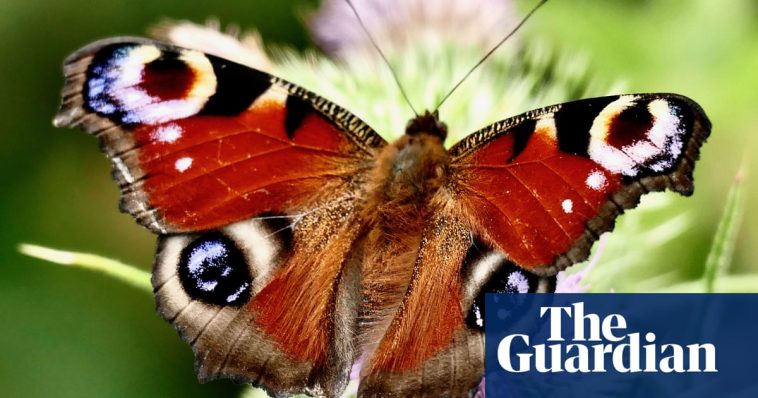 What’s happened to all the butterflies? – podcast