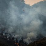 Forests Emit Carbon Dioxide for Years After Wildfires, Study Finds