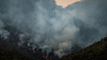 Forests Emit Carbon Dioxide for Years After Wildfires, Study Finds