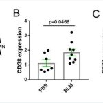 Antibody targeting CD38 enzyme shows positive impact in treating systemic sclerosis