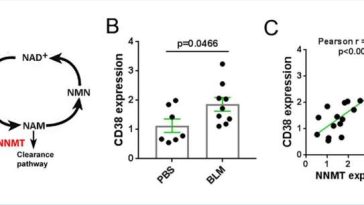 Antibody targeting CD38 enzyme shows positive impact in treating systemic sclerosis