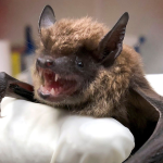 Canada: Ontario’s first human rabies case in over 50 years linked to 'direct contact' with bat