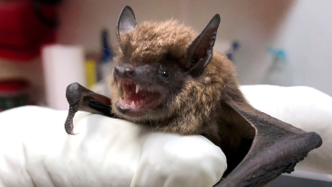 Canada: Ontario’s first human rabies case in over 50 years linked to 'direct contact' with bat