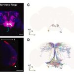 How hunger influences aversive learning in fruit flies