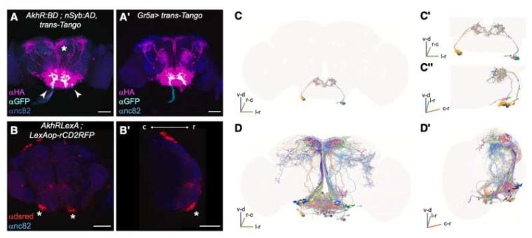 How hunger influences aversive learning in fruit flies