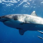 Porbeagle Shark Predation Documented: Great White Likely Behind Attack