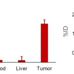 Targeted cancer therapies: Getting radioactive atoms to accumulate in tumors