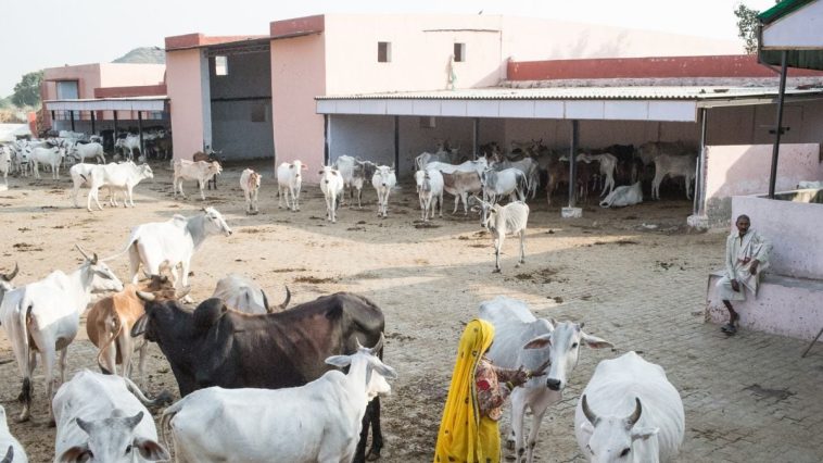 Two Cow-Related Murders, 174 Kilometres Apart in Haryana, Heat Up Assembly Elections - News18