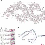 Study explores the association between Tau filaments and extracellular vesicles in Alzheimer's disease