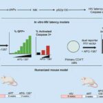 Tracking down and eliminating HIV dormant in the body: a major step forward