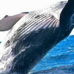 Humpback Whale’s Unprecedented 8,000-Mile Migration Shatters Records