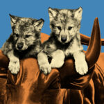 Meet the ambitious wolf cubs of Wall Street