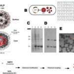 COVID-19 vaccine developed promising results in animal trials