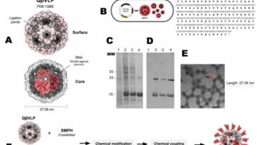 COVID-19 vaccine developed promising results in animal trials