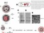 COVID-19 vaccine developed promising results in animal trials