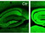 Compound found in common herbs inspires potential anti-inflammatory drug for Alzheimer's disease